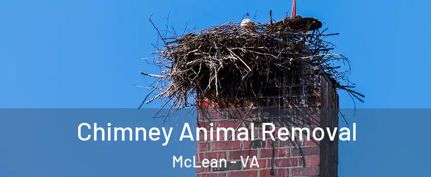 Chimney Animal Removal McLean - VA