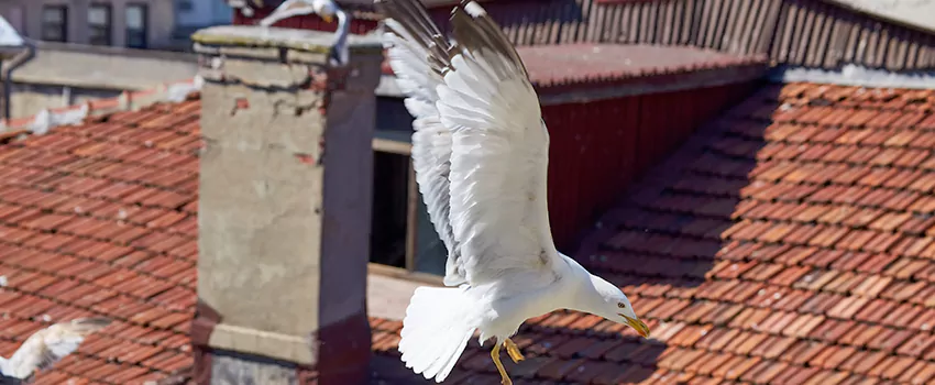 Residential Chimney Animal Removal Solution in McLean, VA