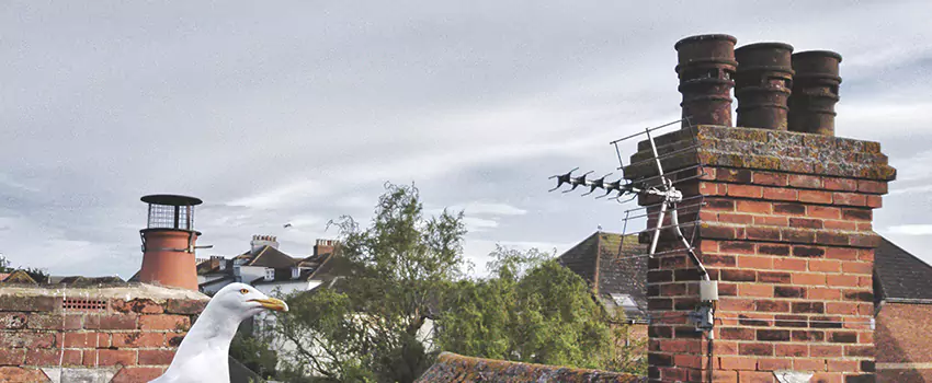 Chimney Cleaning And Restoration in McLean, Virginia